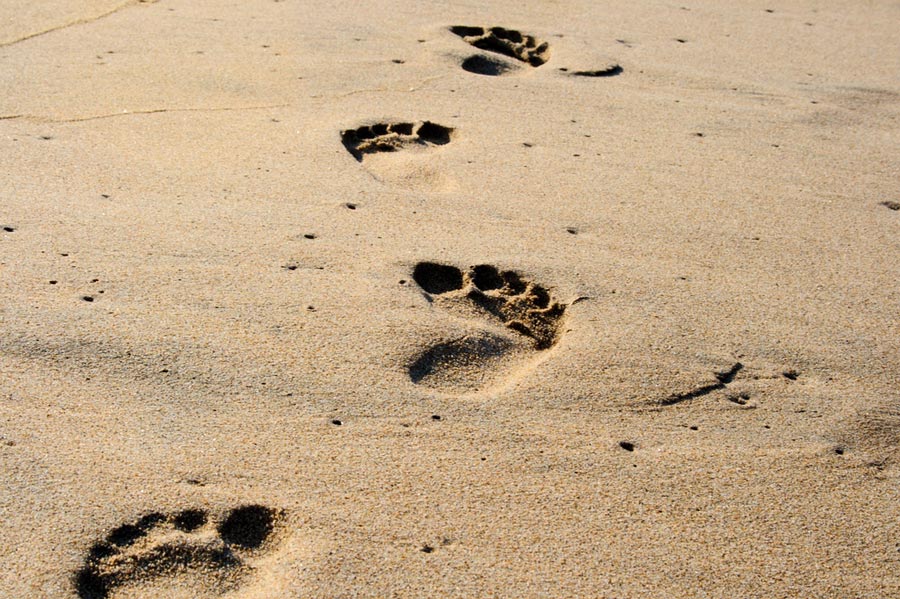 4 Passos per adaptar el meu negoci a la LOPD